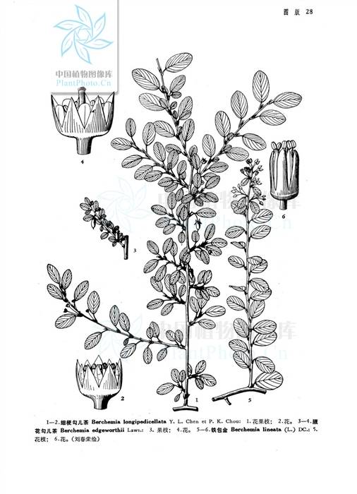 铁包金（中药材）