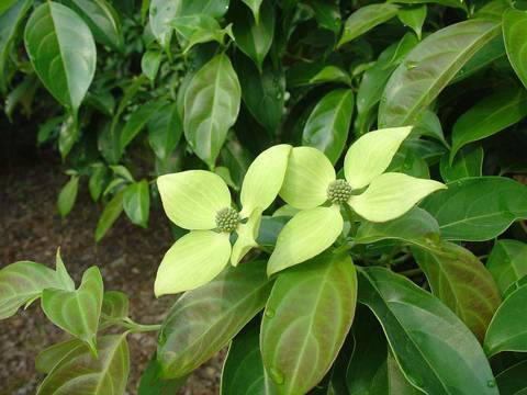 四照花（山茱萸科山茱萸属植物）