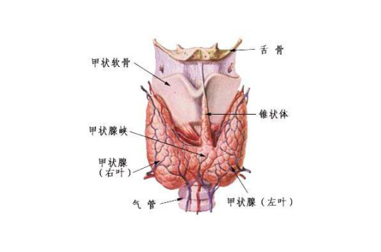 甲状腺结节钙化
