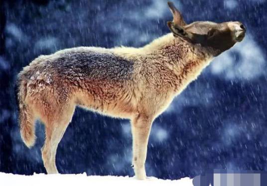 驴头狼（一种驴头狼身的动物）