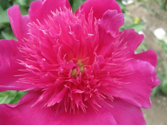 玫瑰红（色彩的一种）