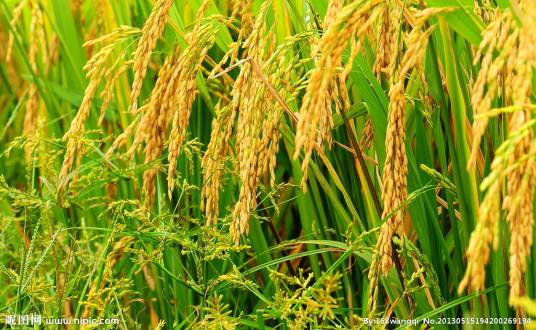 稻米(禾本科稻属植物)