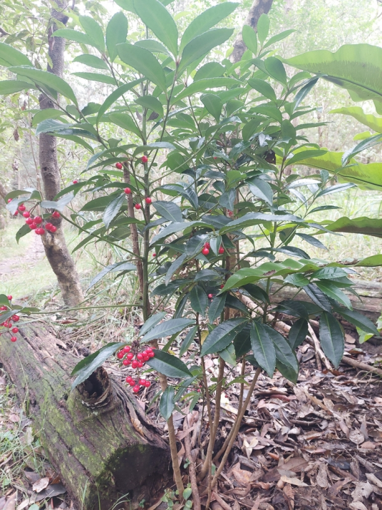 朱砂根（报春花科紫金牛属植物）