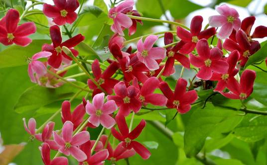 使君子(使君子科使君子属攀缘灌木)