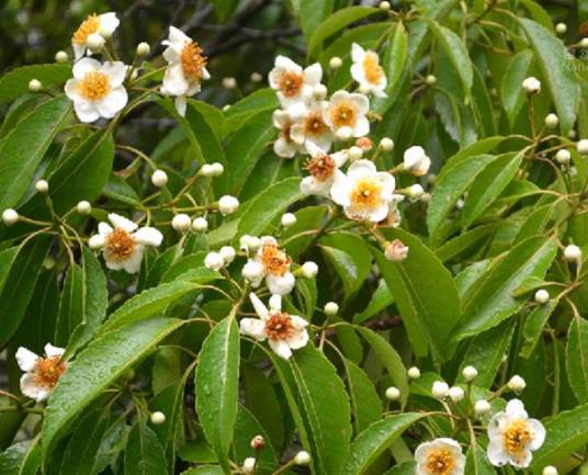 木荷（山茶科木荷属植物）