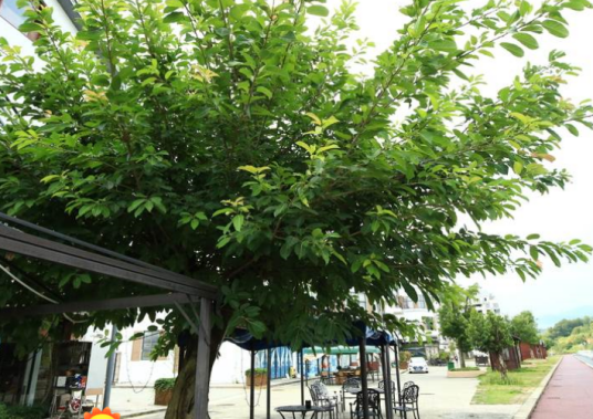 黄葛树（桑科榕属植物）