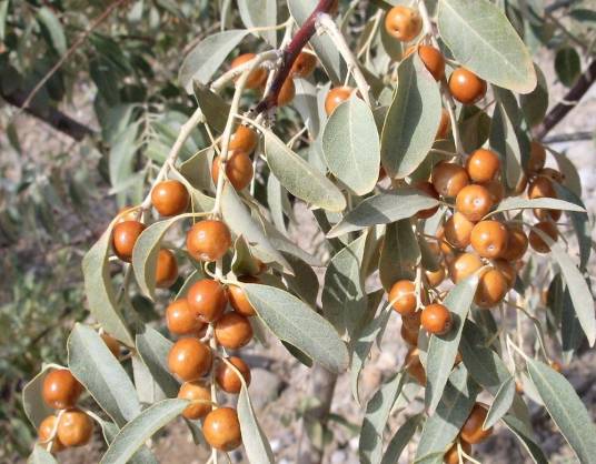 沙枣（胡颓子科胡颓子属植物）