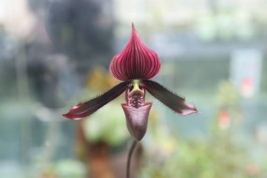 兜兰（兰科兜兰属植物）