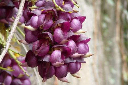 广东四大禾雀花观赏地