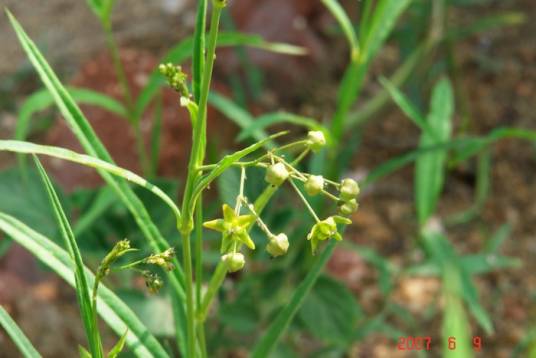 徐长卿(夹竹桃科白前属植物)