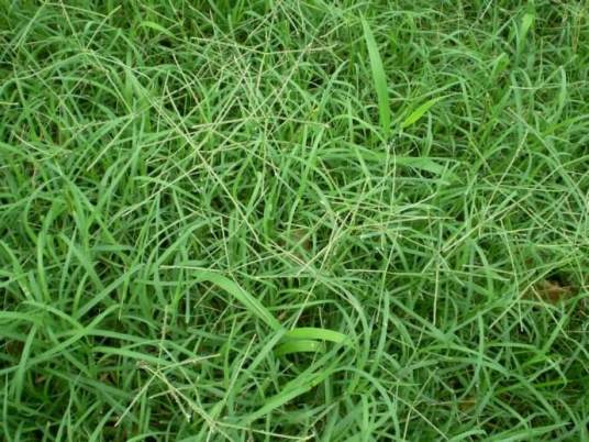 狗牙根(禾本科狗牙根属植物)