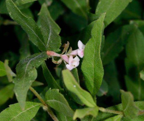 六道木（忍冬科六道木属植物）