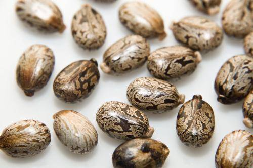 蓖麻子（大戟科植物）