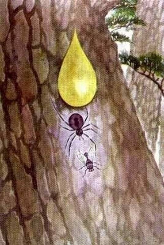 琥珀（小学课文）