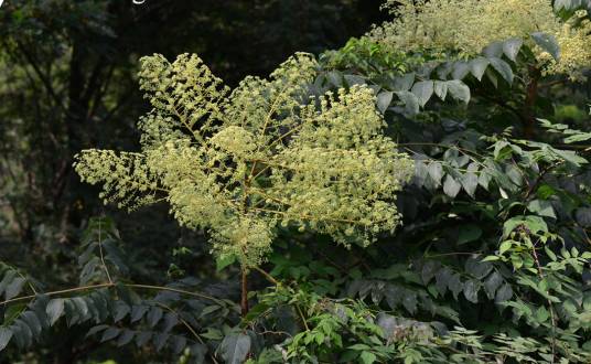 楤木（五加科楤木属植物）