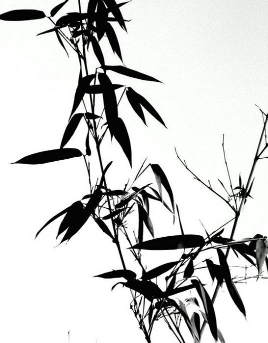 墨竹(墨画的竹子)
