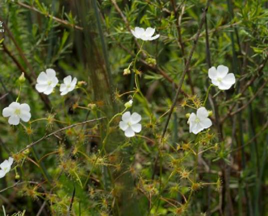 茅膏菜（茅膏菜科茅膏菜属植物）