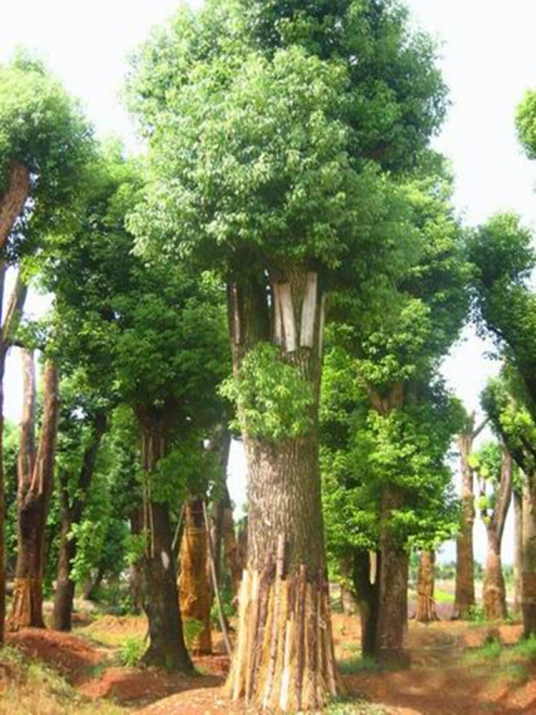 香樟木（樟科植物）