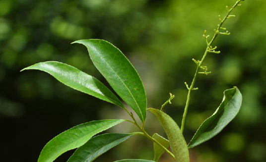 金叶子（中药）