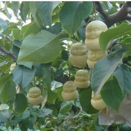 人参果树(茄科植物)