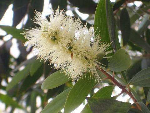 白千层(桃金娘科白千层属植物)