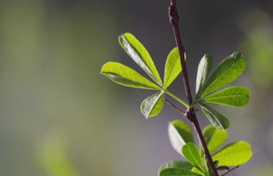 豆科（蔷薇目下的一科）