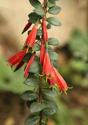 灯笼花（杜鹃花科树萝卜属植物）