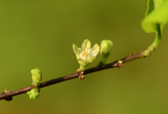 古柯（古柯科古柯属植物）