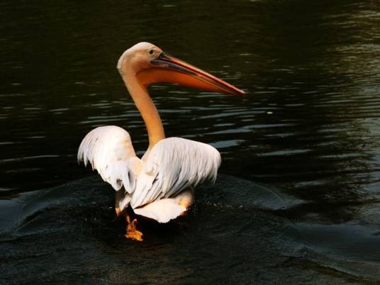 塘鹅（鹈鹕科动物的统称）