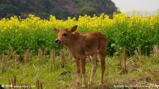 犊子（牛犊的别称）