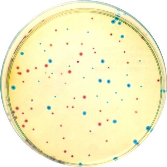 MS培养基（一种植物组织培养基）