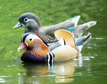 鸳鸯戏水（鸟禽）