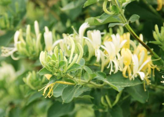 银花（一种植物）