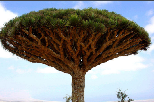 麒麟竭(棕榈科黄藤属植物)