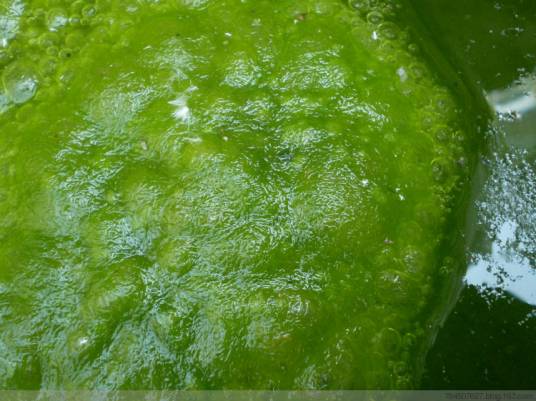 水绵（双星藻科水绵植物）