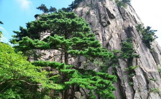 黄山松（松科松属植物）