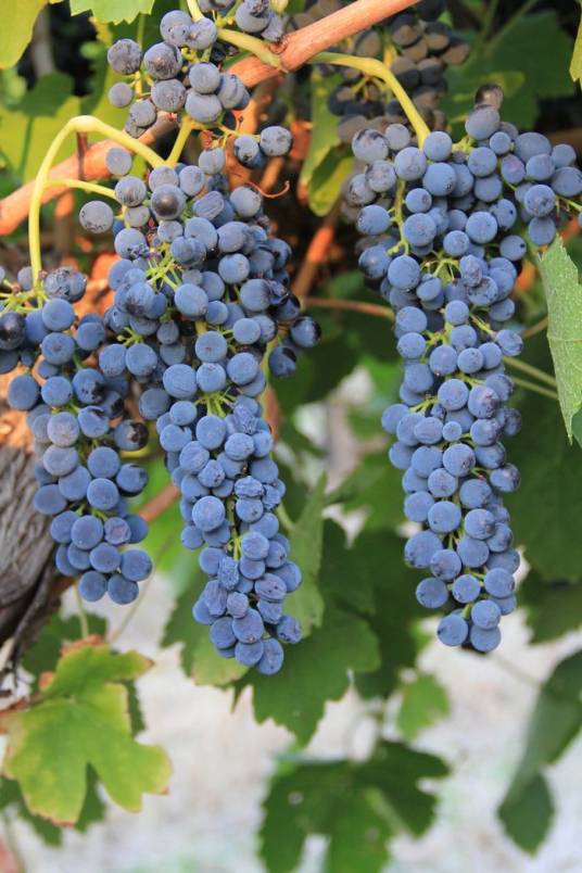 西拉（酿酒葡萄品种）