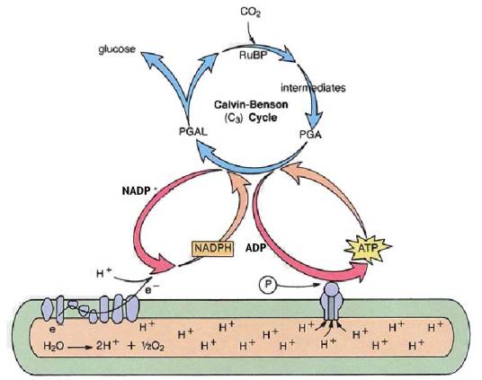 植物生理学（植物学术语）