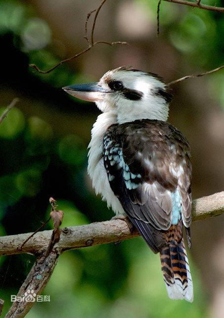 笑翠鸟（翠鸟科笑翠鸟属鸟类）