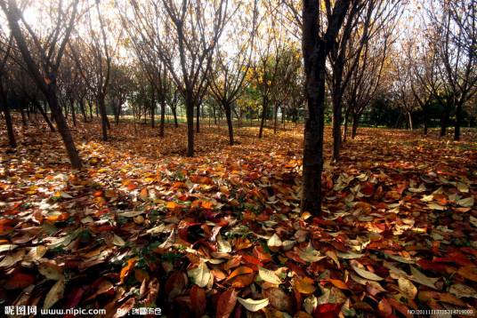 木叶(中国古代诗词常用意象)