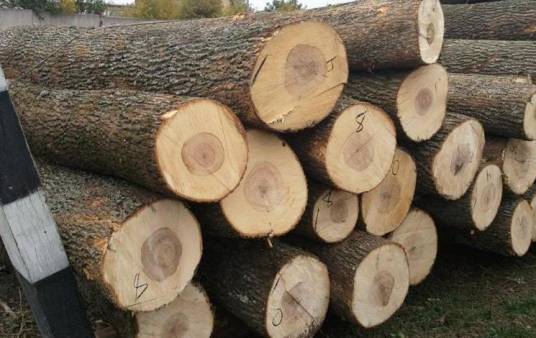 枫木(槭树科槭树属植物)