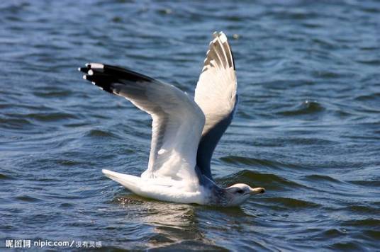 沙鸥（鸥科鸟类）