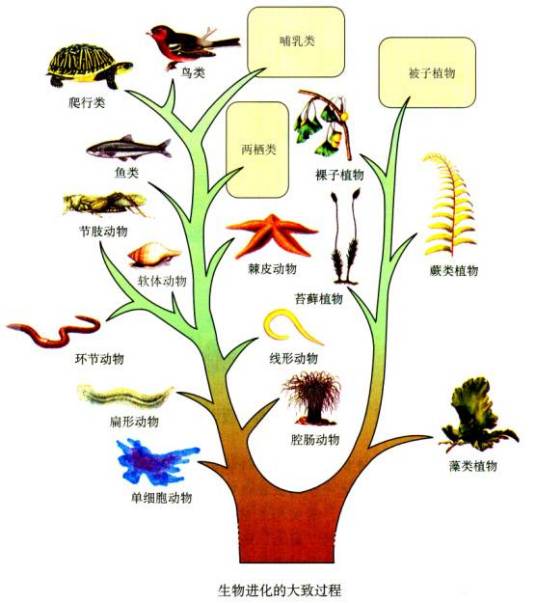 生物进化（自然科学概念）
