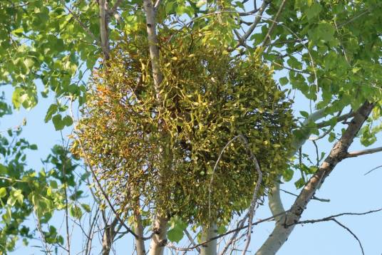 槲寄生（檀香科槲寄生属植物）