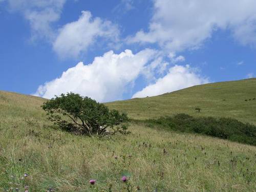 秦楚（《中国龙组》姐妹篇）