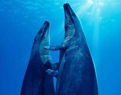 龙王鲸(龙王鲸科的一属)