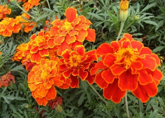 孔雀草（菊科万寿菊属植物）