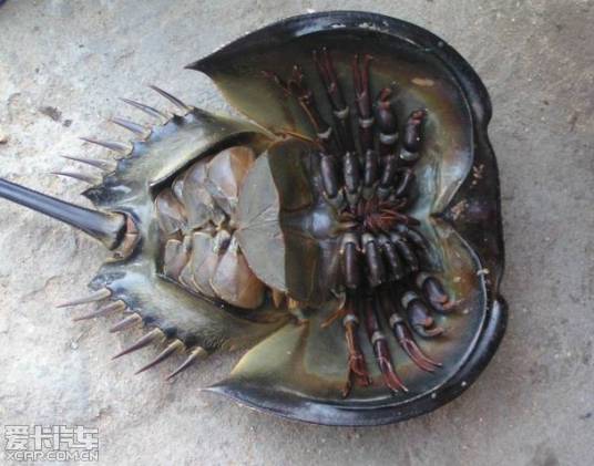 蓝血（蓝血动物）