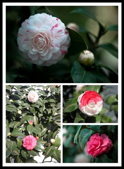 十八学士(茶花品种)