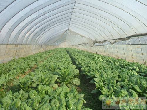 蔬菜大棚（种植蔬菜的框架覆膜结构）